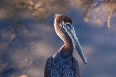 Young Pelican Royalty Free Stock Image Young Pelican Royalty Free Stock Image