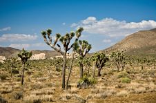Sceniclandscape With Blossoming Cactus Stock Photography Sceniclandscape With Blossoming Cactus Stock Photography