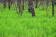 Green Grass Royalty Free Stock Photos Green Grass Royalty Free Stock Photos