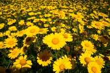 Yellow Daisies Stock Image Yellow Daisies Stock Image