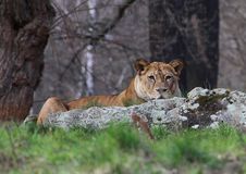 Watching Lion Royalty Free Stock Photography Watching Lion Royalty Free Stock Photography