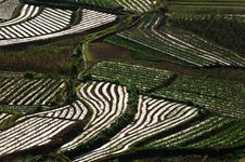 Terraced Field Stock Photos Terraced Field Stock Photos