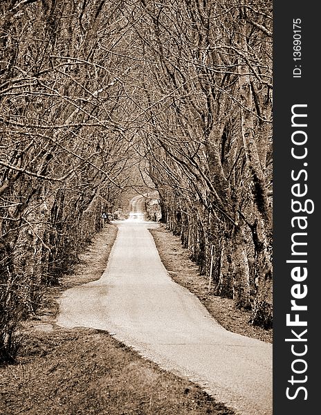 Road lined by trees in sepia, Scotland. Road lined by trees in sepia, Scotland