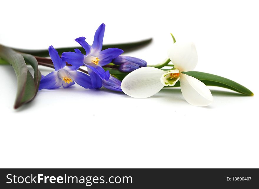 Decorative on spring flowers present. Decorative on spring flowers present