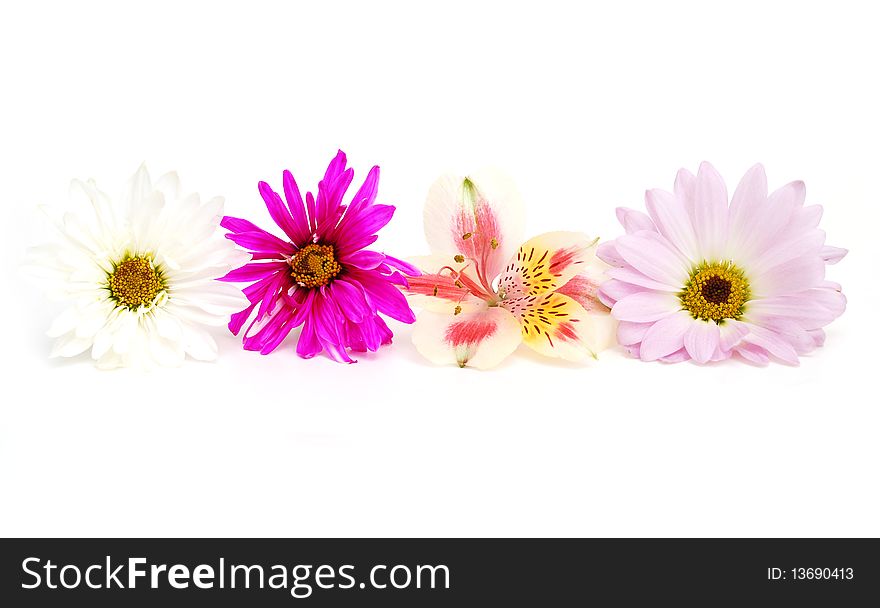 Assorted summer flowers in background. Assorted summer flowers in background