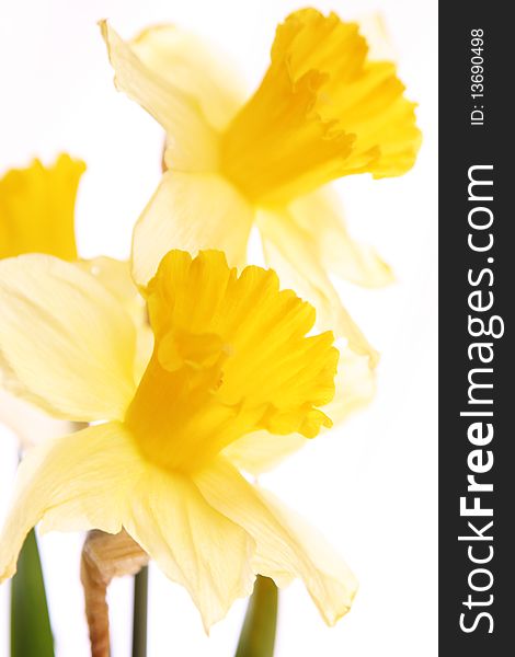 Two daffodils on white background. Two daffodils on white background.