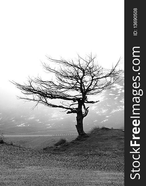 Lonesome tree on the Crown Range Summit, New Zealand.