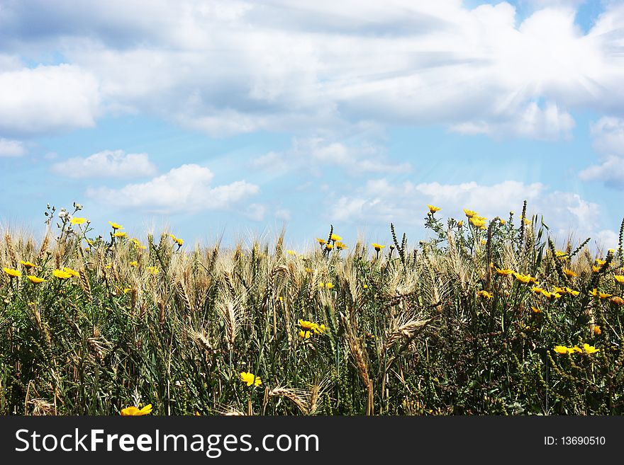 Field and rye. Spring, blue sky, flowers, clouds and sun.