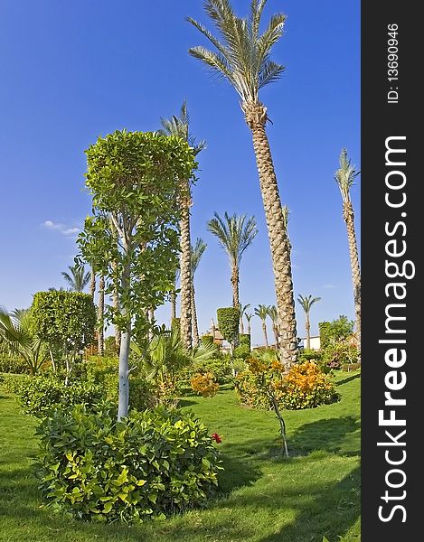 Large gardens in a tropical resort against a blue sky. Large gardens in a tropical resort against a blue sky