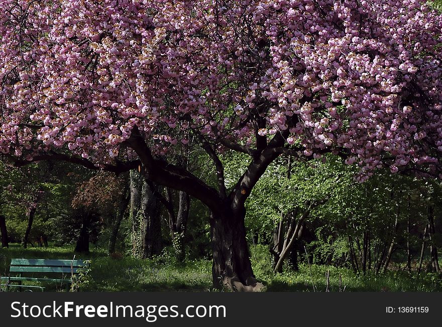 Amazing pinkish Japanese cherry tree in May, just blossomed