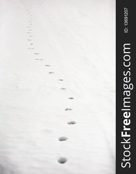 Footprints on the snow, winter