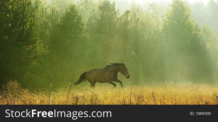 On a photo the running horse is represented