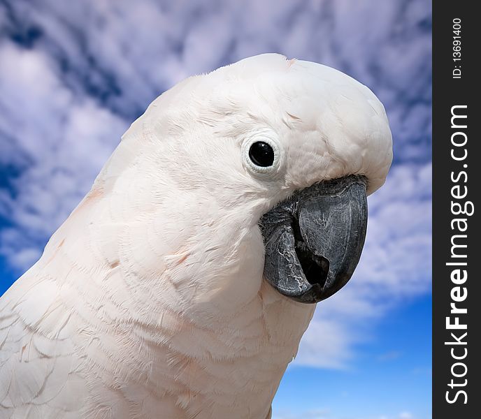 Closeup head shot of large white cockatoo against blue sky with clouds