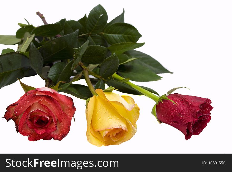 Three beautiful roses, isolated on white with copy space. Three beautiful roses, isolated on white with copy space