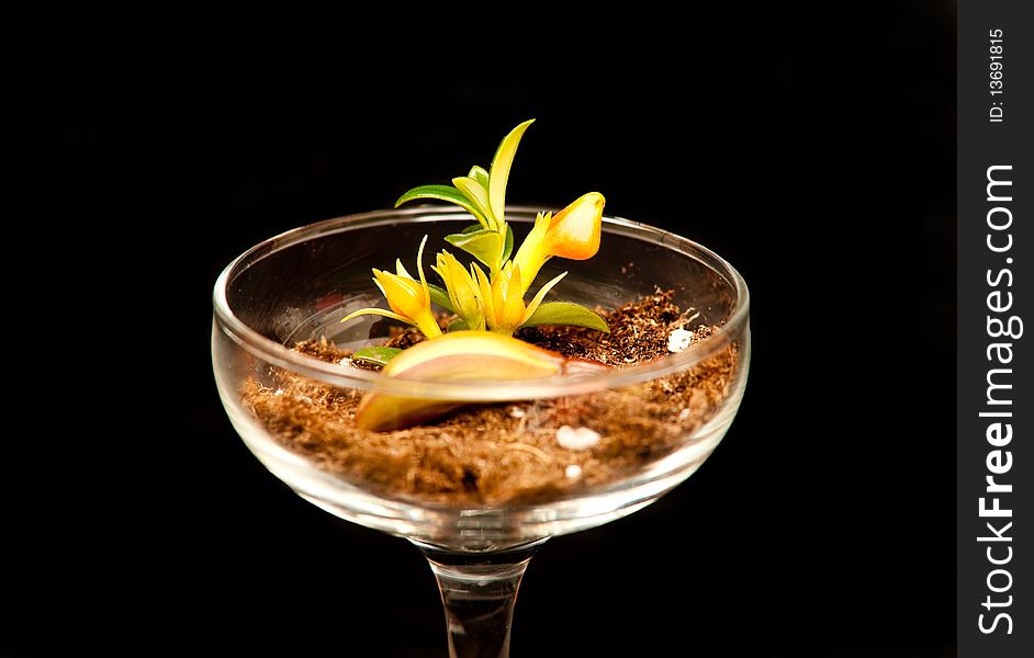 Sprouting Plant in Champagne Glass on Black Background. Sprouting Plant in Champagne Glass on Black Background