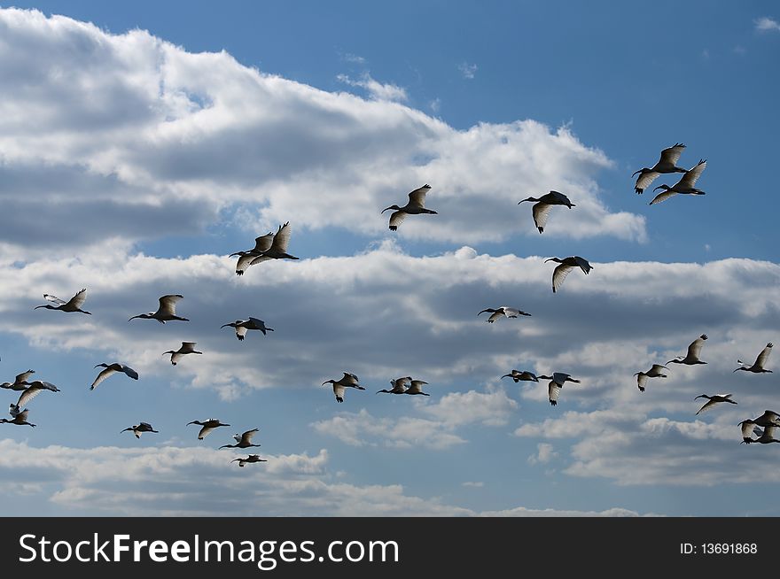 Flock of Ibis flying in a loose formation. Flock of Ibis flying in a loose formation.