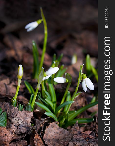 Snowdrops in the early spring