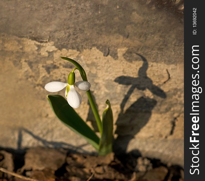 First spring snowdrop casting a shadow