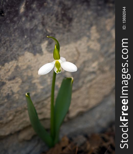 Closeup of snowdrop in spring