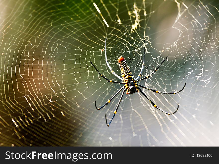 The spider on web,thailand