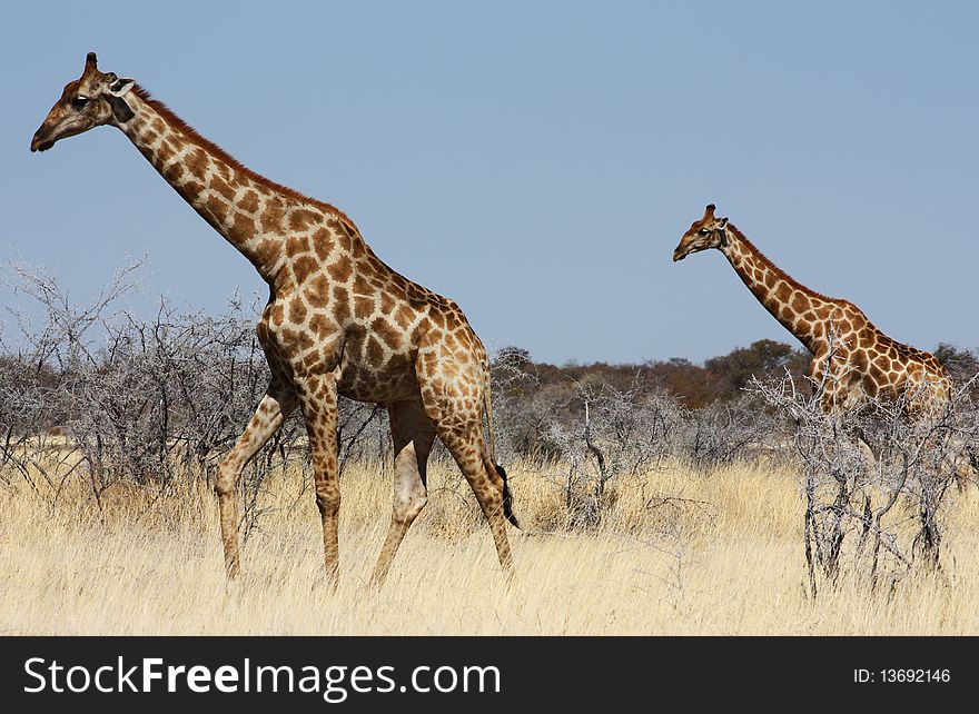 Namibian wild life, Etosha park, dry season. Namibian wild life, Etosha park, dry season