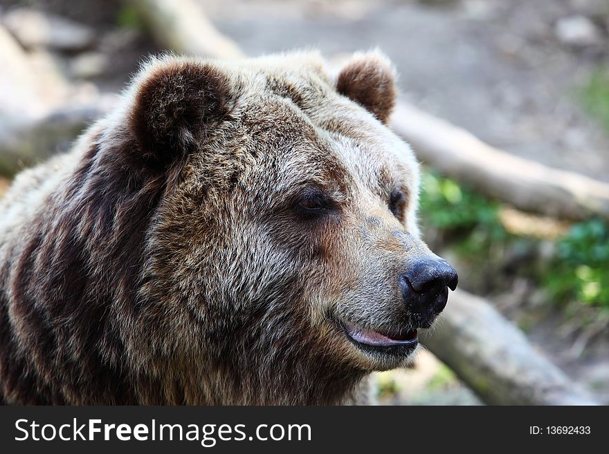 Close-up of brown bear. Close-up of brown bear