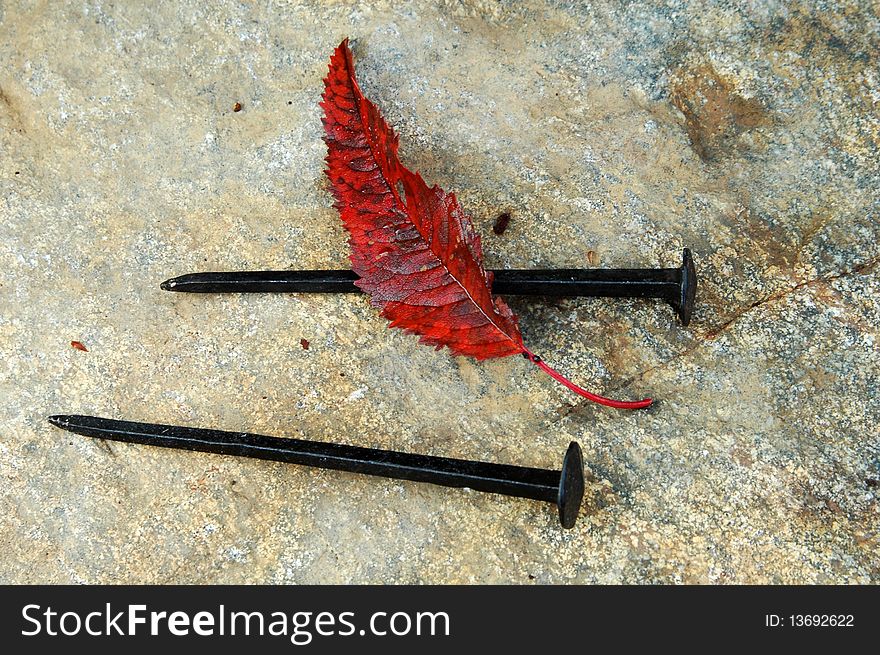 Red autumn leaf and old nails on a rock.