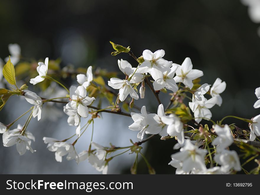 Cherry tree blossom in spring. Cherry tree blossom in spring