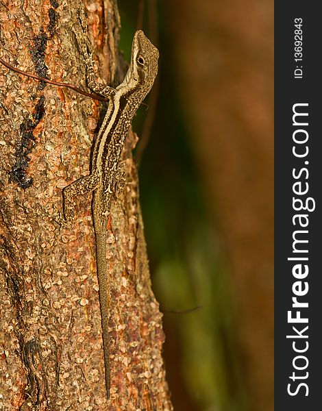 Closeup of Brown Anole Lizard in Jamaica