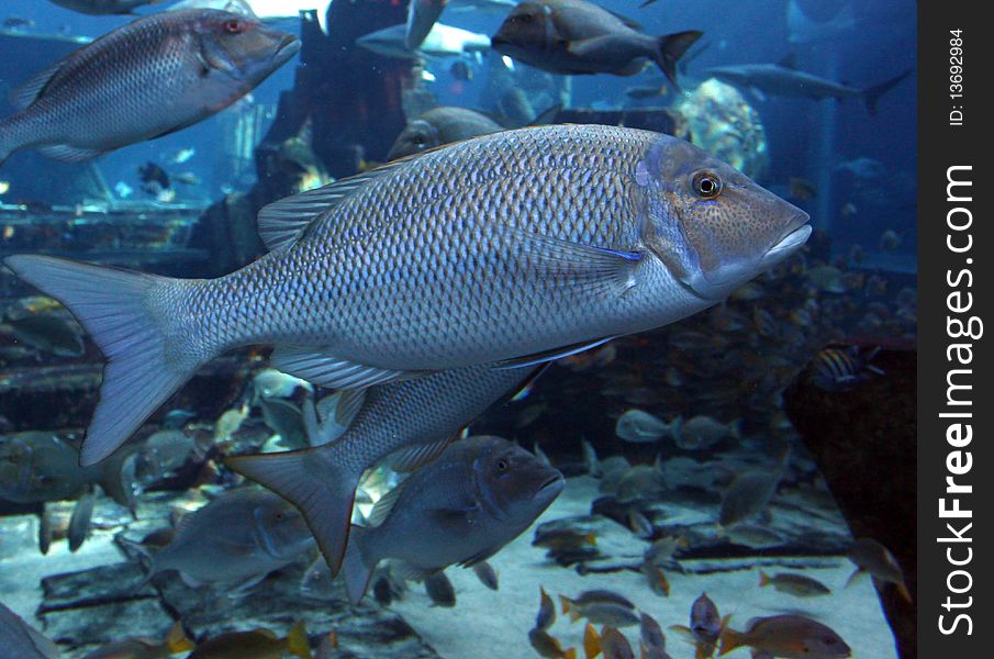 Big salt water fishes in a big aquarium. Big salt water fishes in a big aquarium