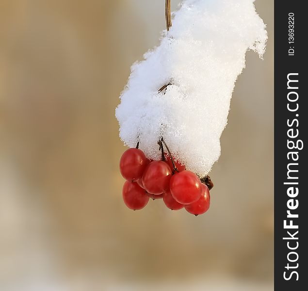 Large, bright, red berries of mountain ash and snow close-up. Large, bright, red berries of mountain ash and snow close-up.