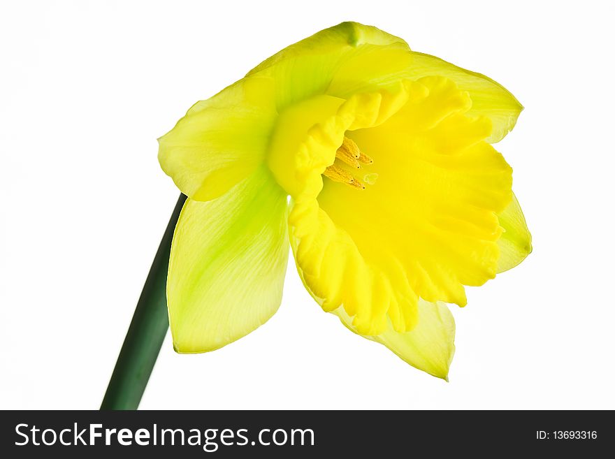 Yellow Daffodil on white isolated background. Yellow Daffodil on white isolated background.