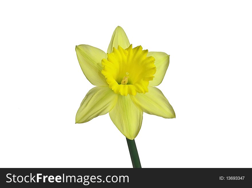 Yellow daffodil on isolated white background. Yellow daffodil on isolated white background.