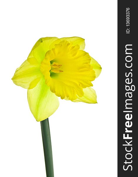 Yellow daffodil isolated on a white background.
