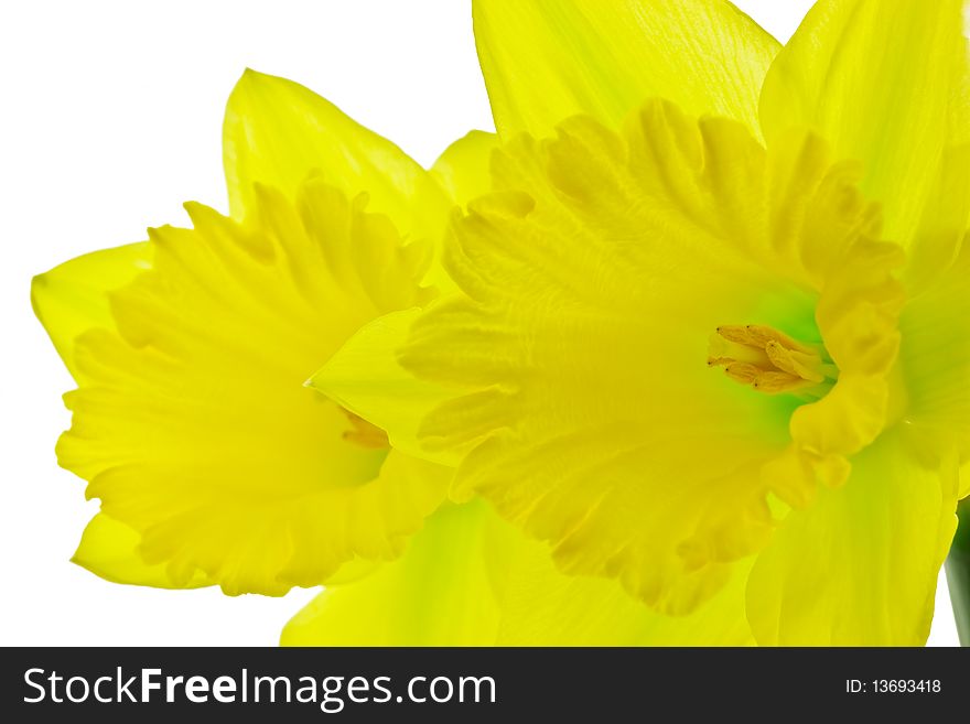 Yellow daffodils on isolated white background. Yellow daffodils on isolated white background.