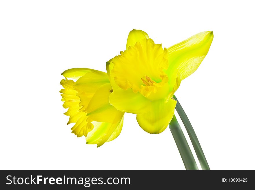 Yellow daffodils on an isolated white background. Yellow daffodils on an isolated white background.