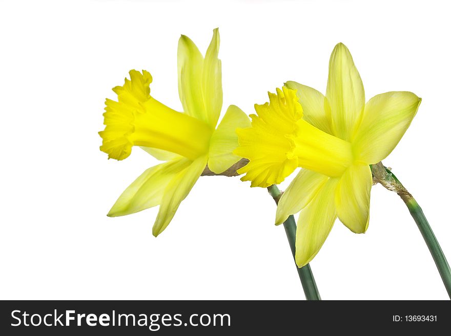 Yellow daffodils isolated on white background. Yellow daffodils isolated on white background.