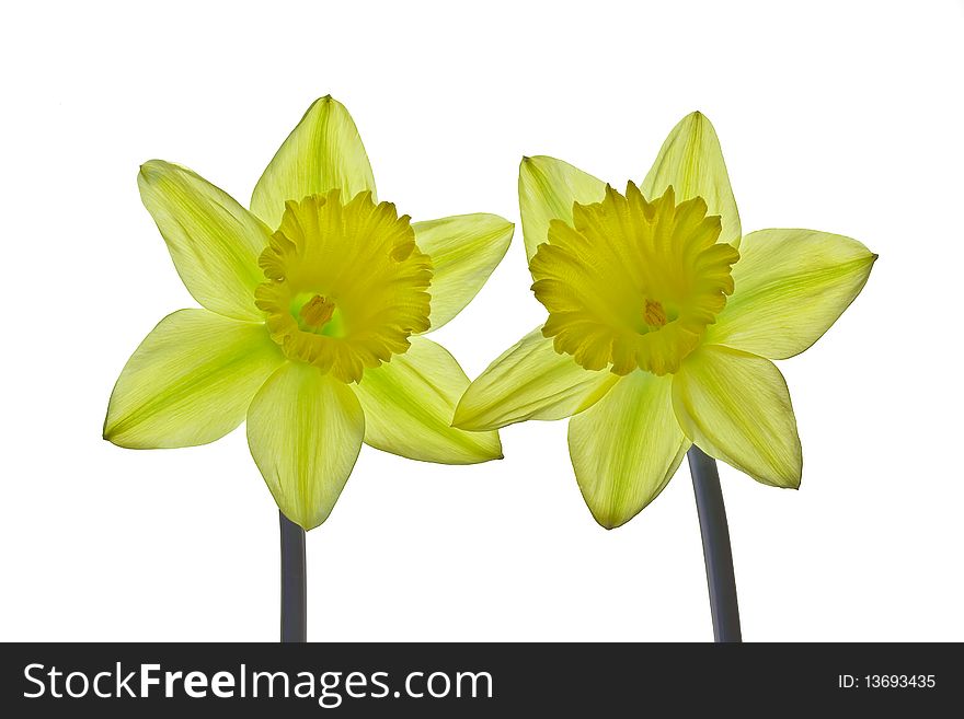 Yellow daffodils isolated on white background. Yellow daffodils isolated on white background.