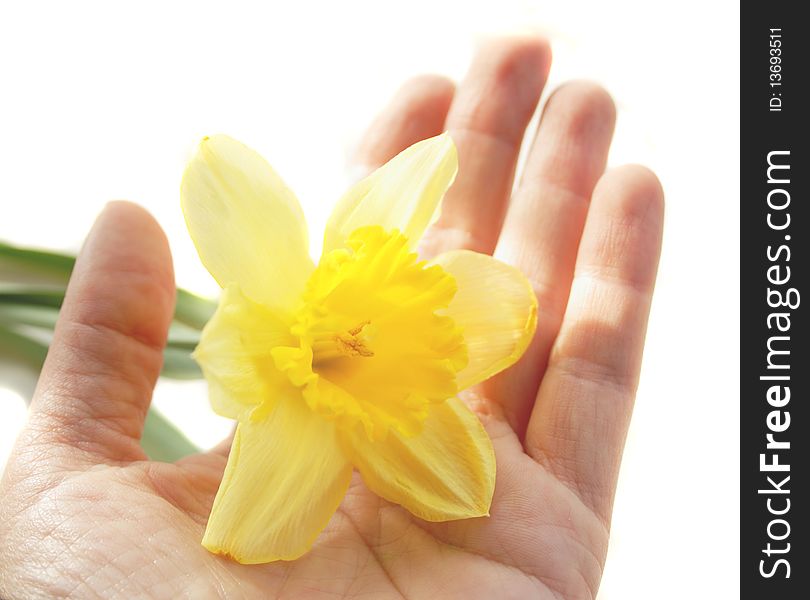 Narcissus on woman hand isolated on the white background. Taken on March 10th, 2010. Narcissus on woman hand isolated on the white background. Taken on March 10th, 2010