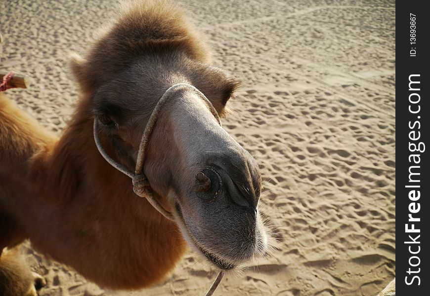 Camel close up at desert. Camel close up at desert