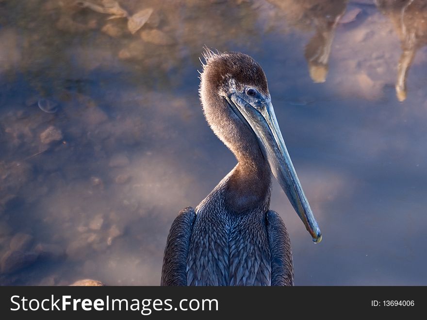 Young pelican in profile against water