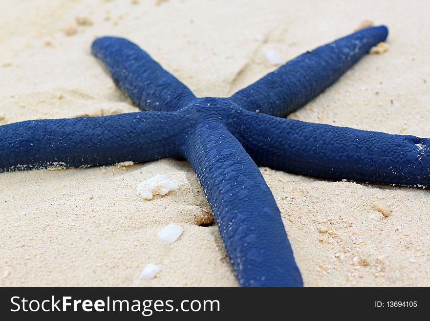 A blue starfish, sitting on a white sandy beach