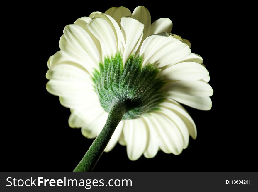 A detailed picture of a white gerbera against a black background. A detailed picture of a white gerbera against a black background