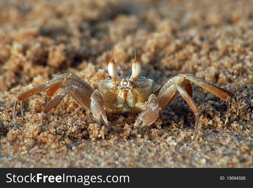 Brown crab on sandy beach