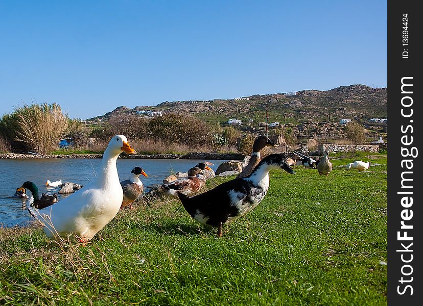Domestic Ducks On Green Grass In Front Of The Lake