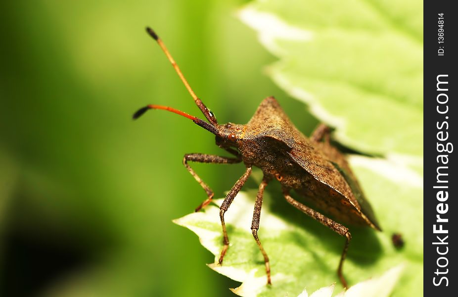 Shield bug sitting on a leaf