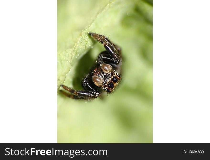 Jumping spider extreme closeup on a leaf