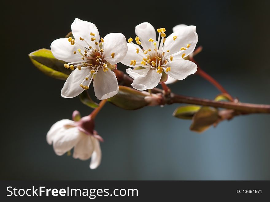 Cherry plum blooming on a gradient background