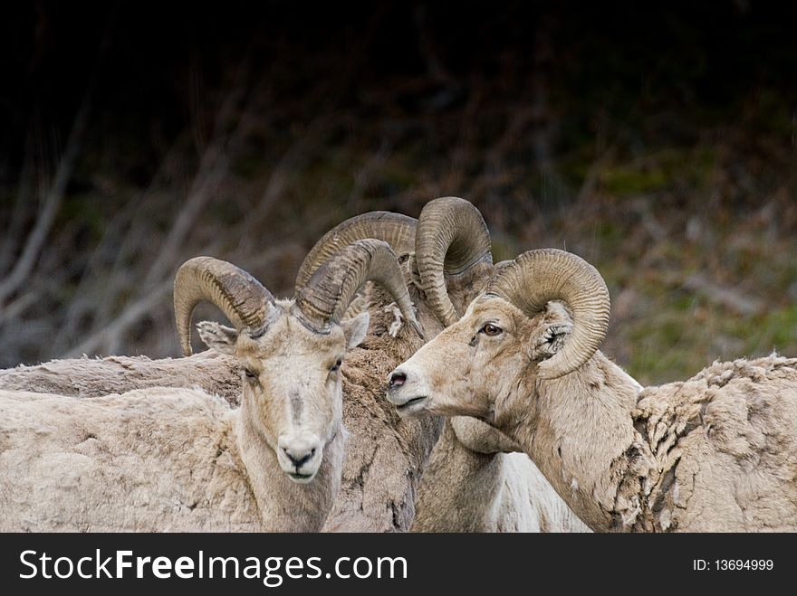 Bighorn rams gather while sparring in Yellowstone Park. Bighorn rams gather while sparring in Yellowstone Park
