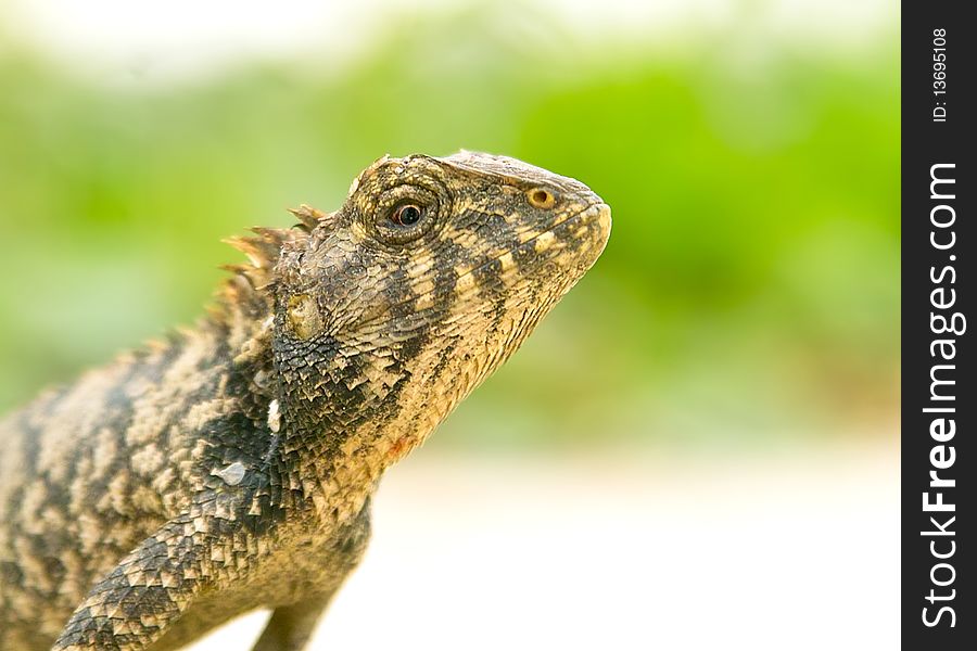 Iguana shot with portraiture lighting at close up range